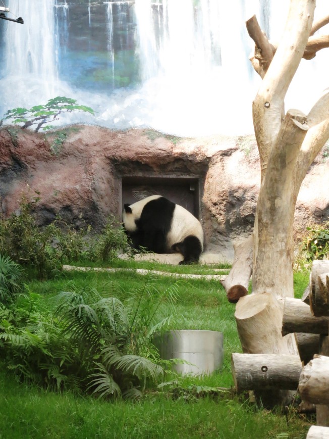 Kai Kai the Panda